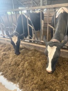 Campina Boerderijdagen Zuid-Holland