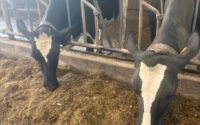 Campina Boerderijdagen Zuid-Holland